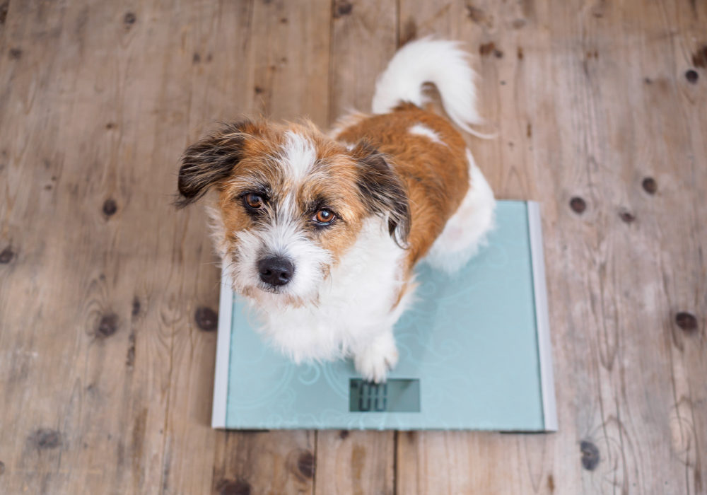 3 effective supplements for pet weight loss