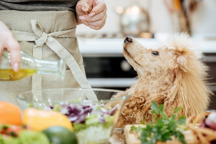 Feeding your dog healthy oils