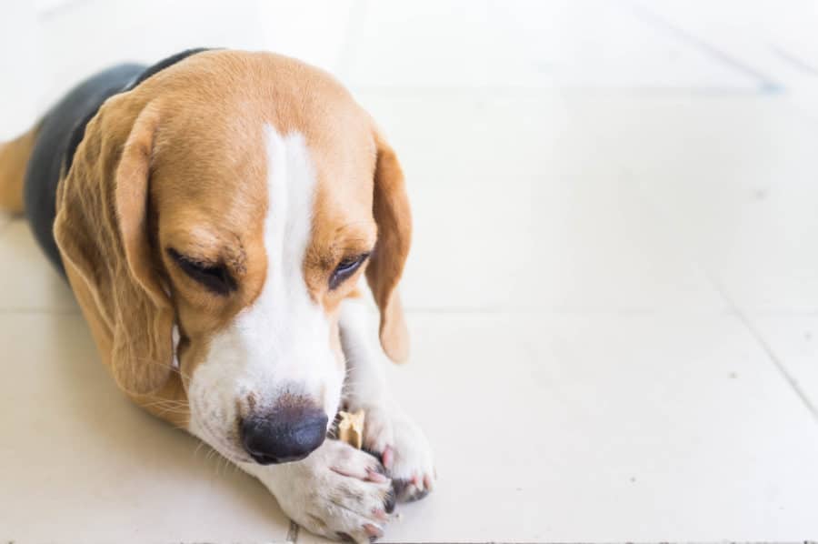 Do dental chews and bones really clean your pet’s teeth?