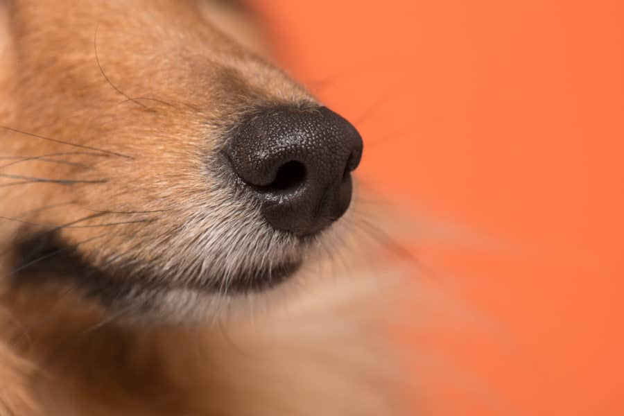 How dogs are being trained to sniff out COVID-19