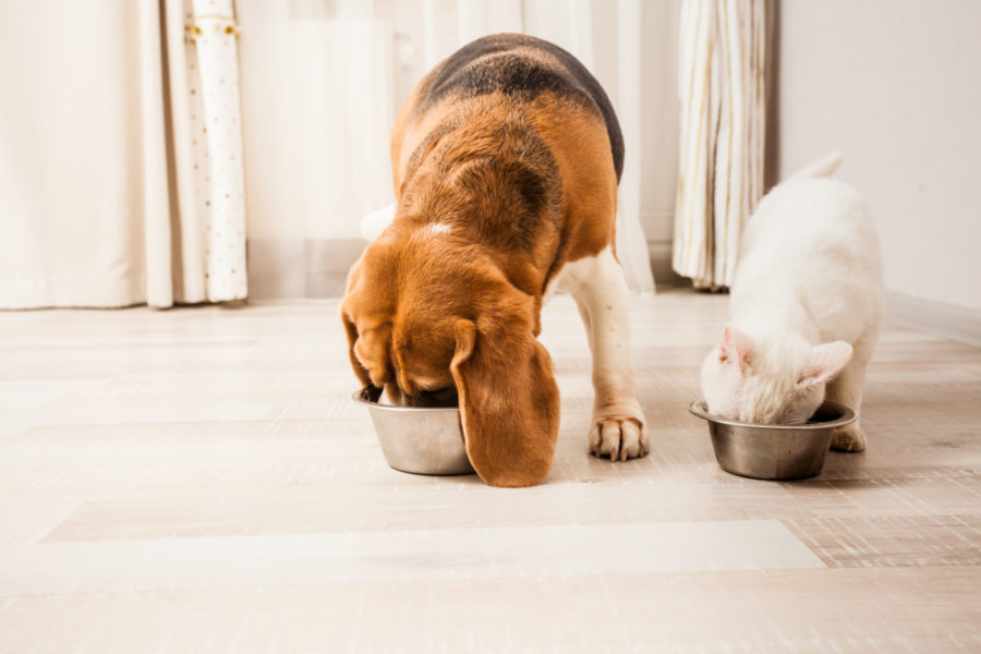 Improve your pet’s gut health in three easy steps