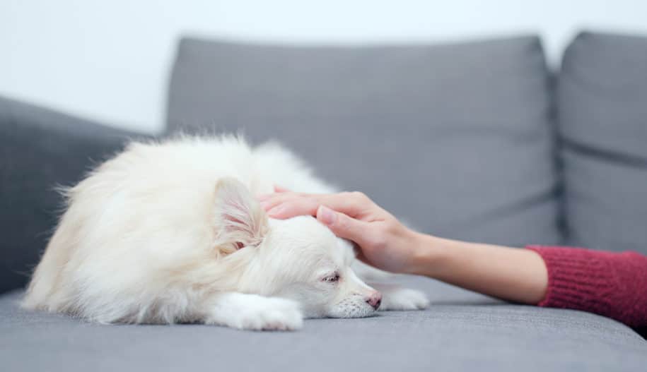 How resveratrol can help dogs with chronic diseases