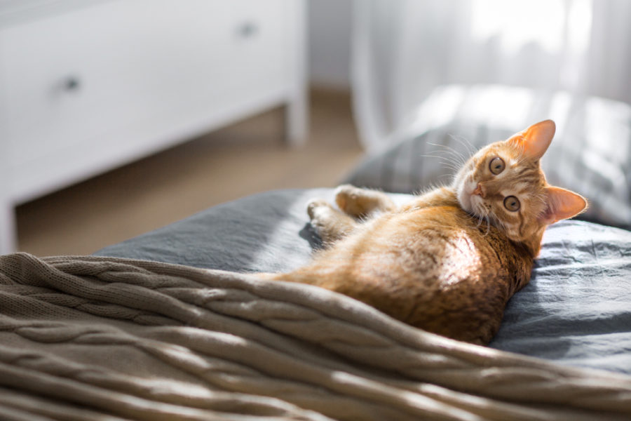 Hyperthermia: how to help your cat survive the heat