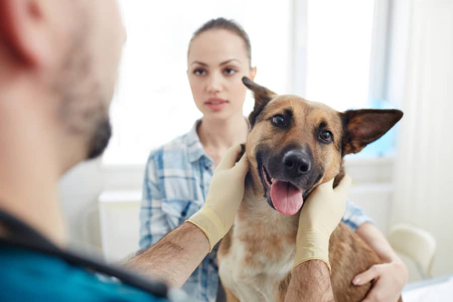 Helping pet parents through the recovery process