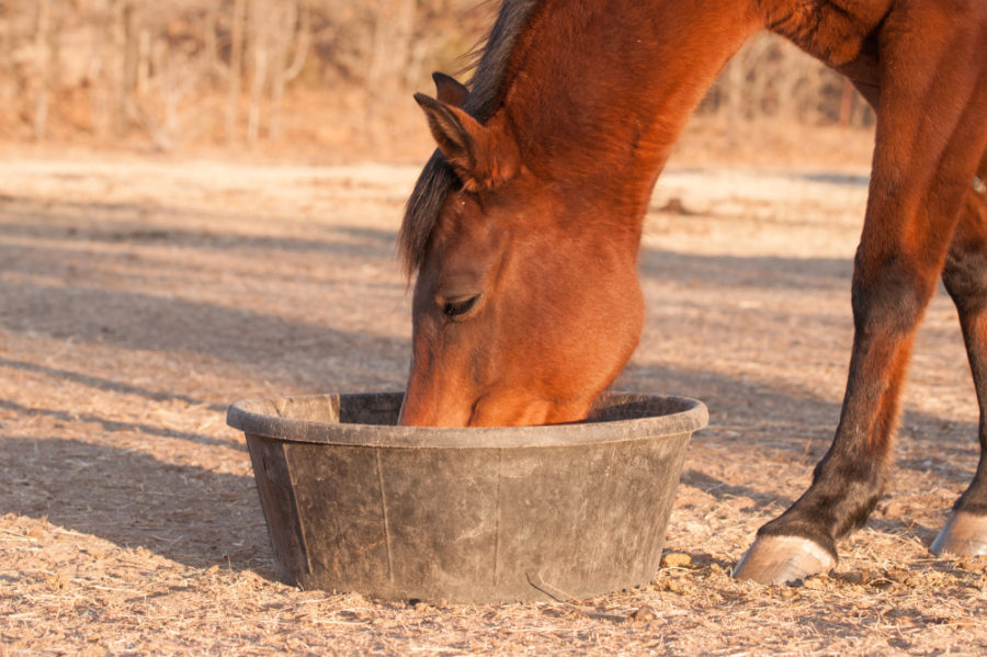 Does your horse need grain?