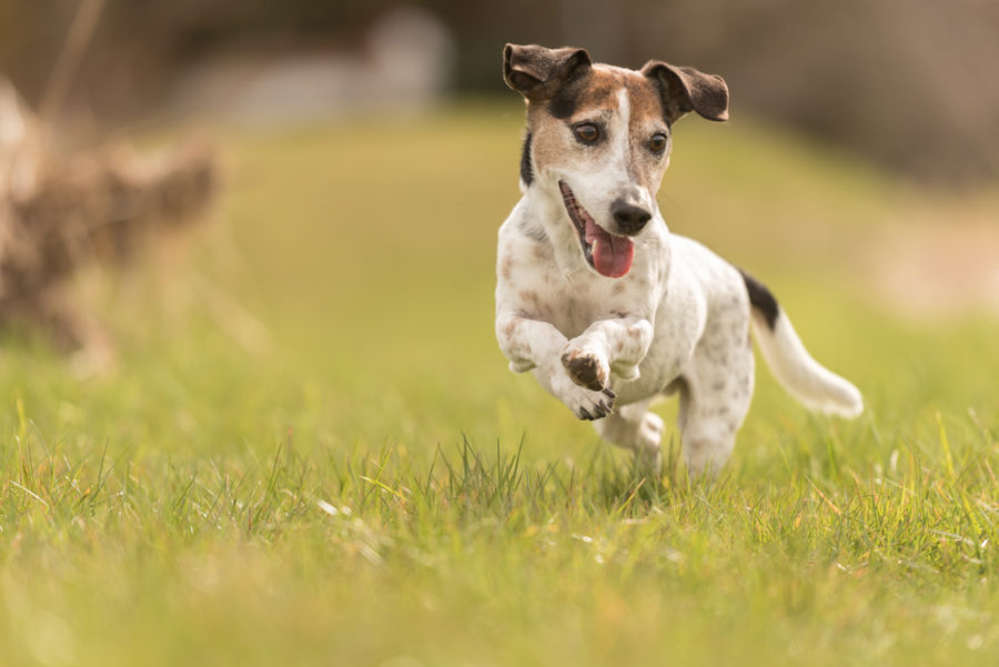 How to adjust your senior dog’s exercise routine