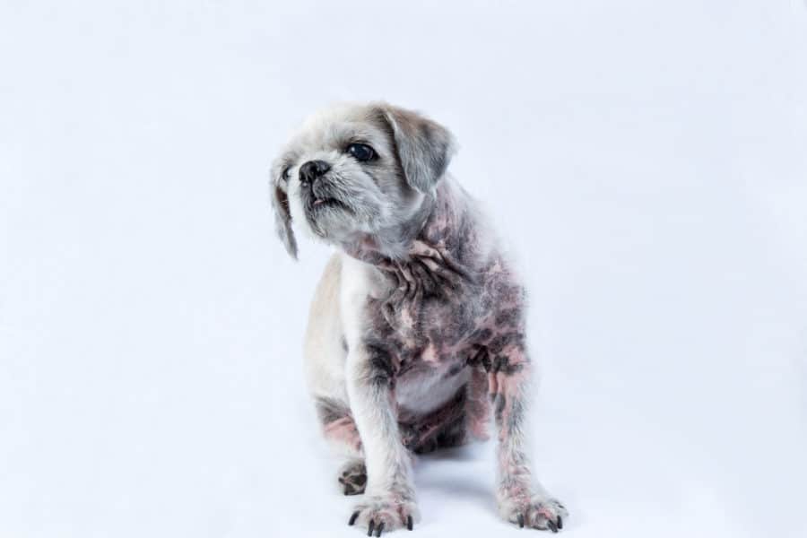 Dermatological dilemmas in dogs and cats