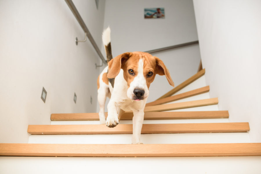 5 creative ways to exercise your dog without going on a walk