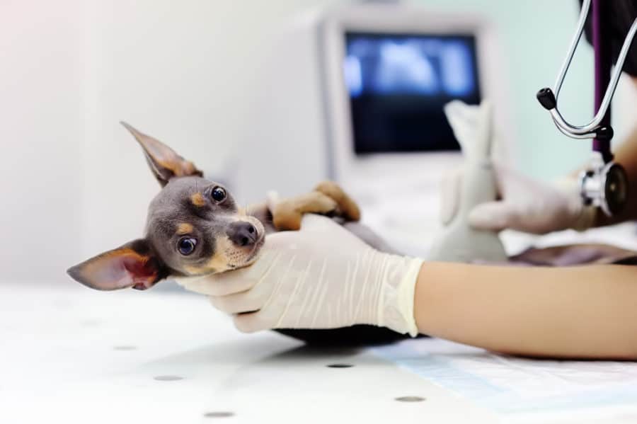 Diagnostic imaging for dogs and cats