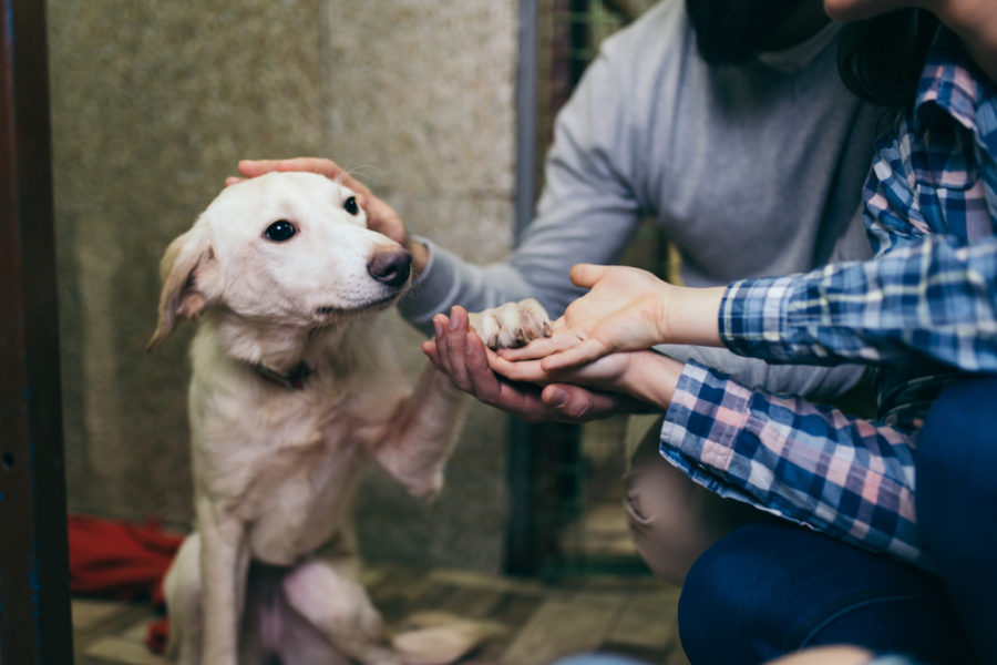 Ohio declares shelter pets its state animal