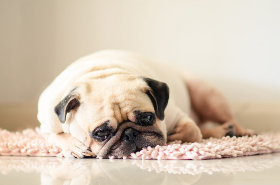 Common health problems that can change your dog’s behavior