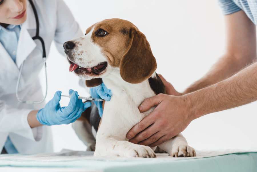  An update on vaccines and titer testing for dogs and cats