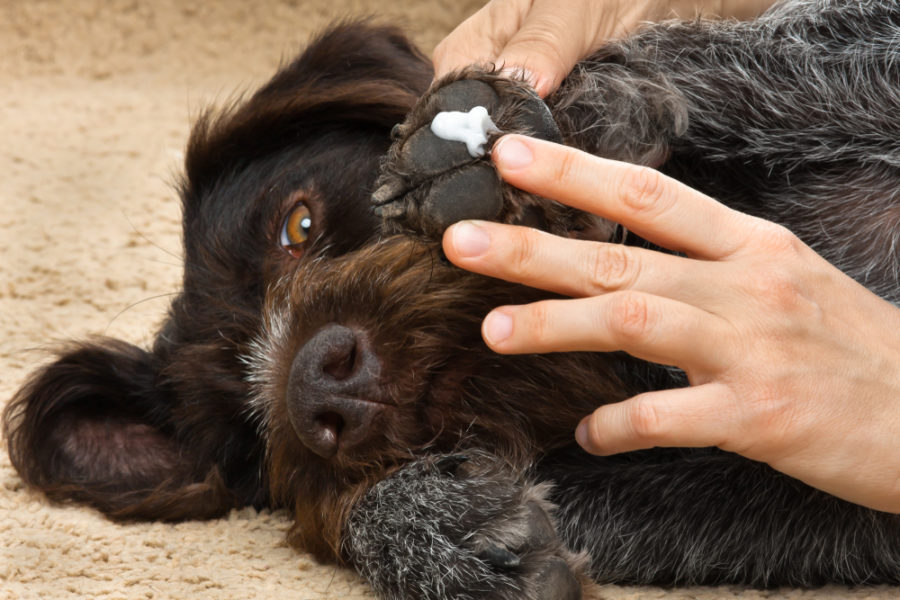 The best ways to treat cracked paw pads