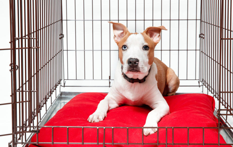 Why crate training your dog is important 