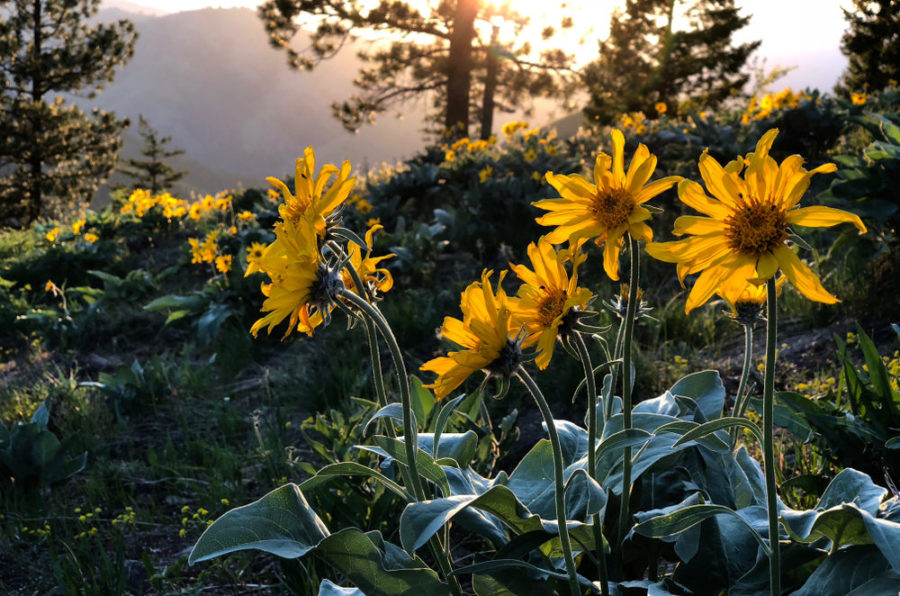 The benefits of Arnica