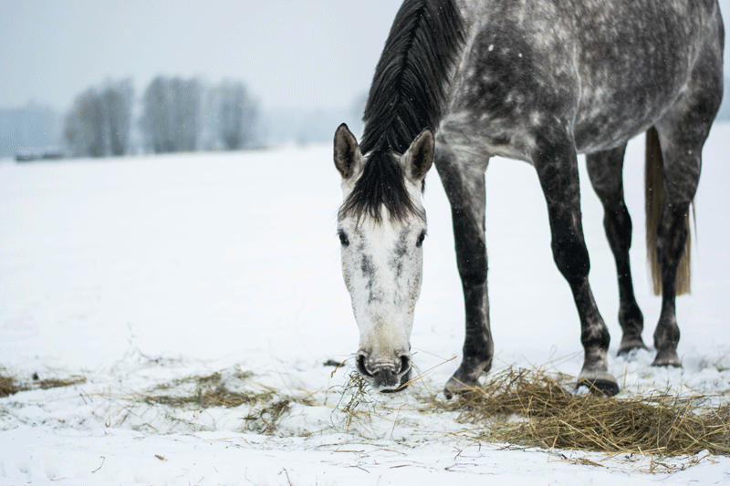 Preparing for cold weather