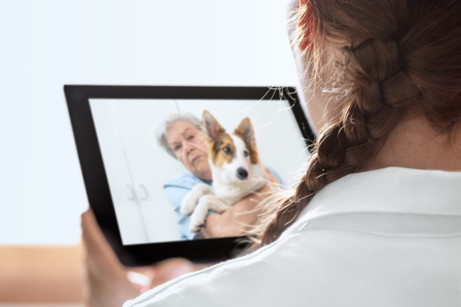 What telemedicine can (and can’t) do for your dog or cat