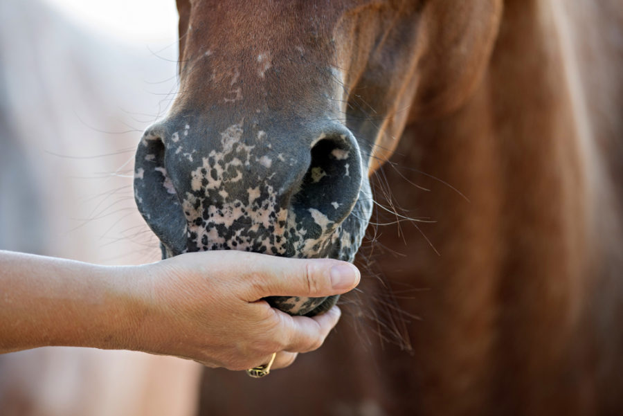 10 common health mistakes horse caretakers make