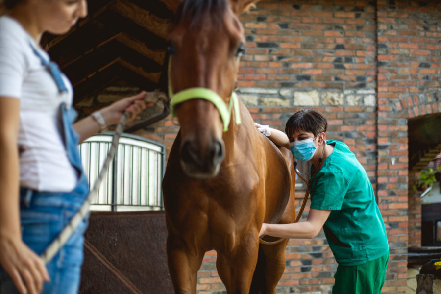 Respiratory infections in horses