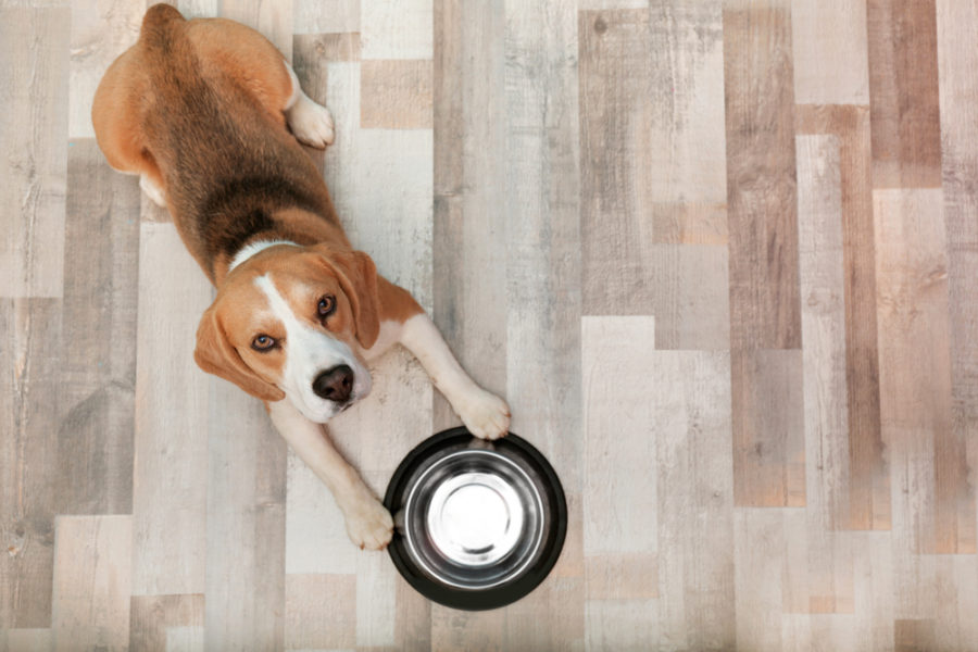 How your pet’s food can help keep him hydrated