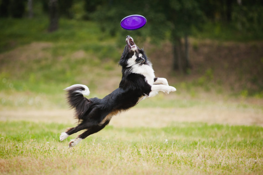 Disc dog -- a high-flying event