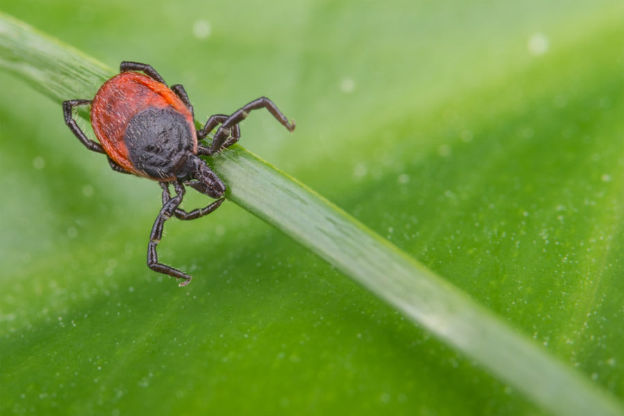 Natural treatment for Lyme disease