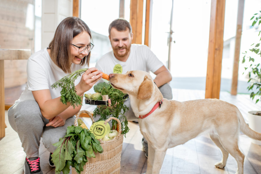 Top in-season fruits and veggies you can share with your dog