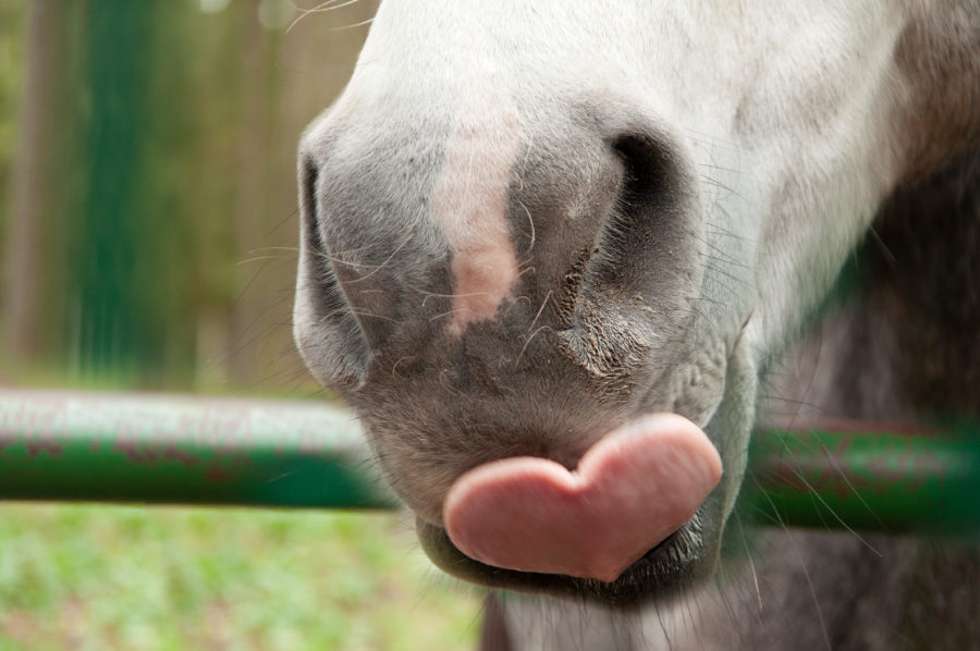 equine tongue