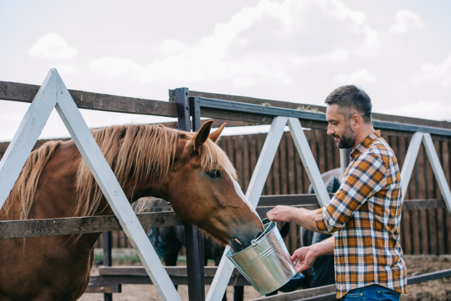 Equine supplements for the off-season