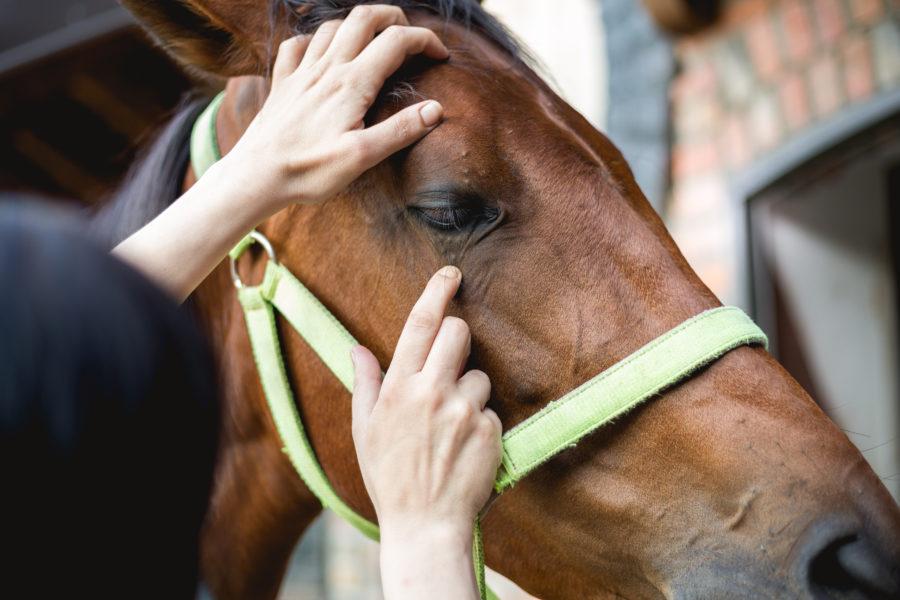 Preventing eye disease in horses