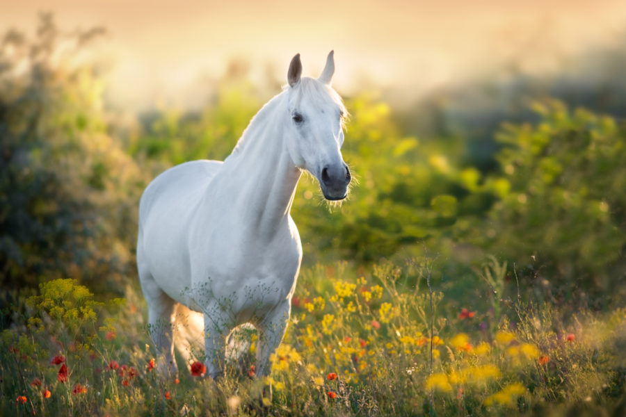 Natural solutions for your horse’s allergies