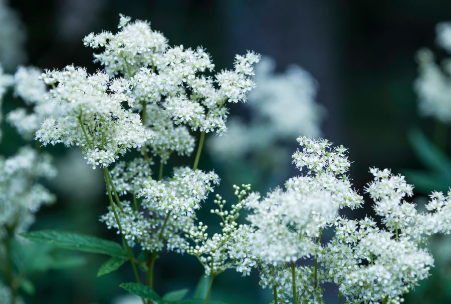 Meadowsweet for horses