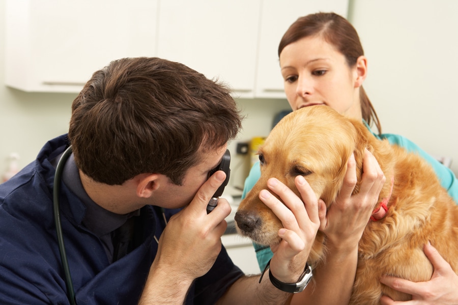 Cyrosurgery in the veterinary practice