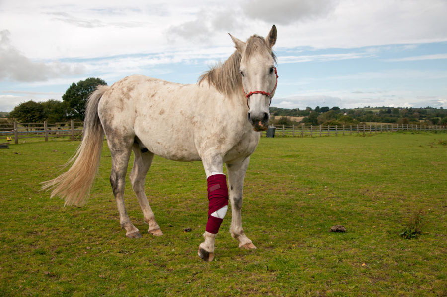 Muscle soreness in horses