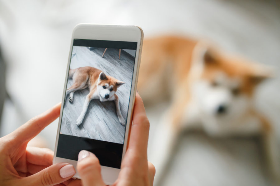 How many photos of your dog do you take?