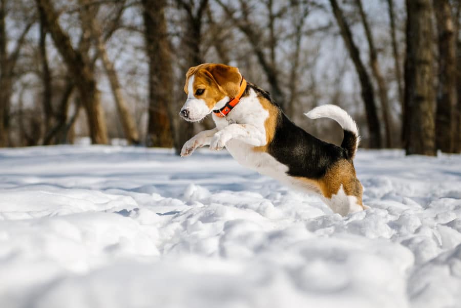 Supporting canine joint health during the winter months