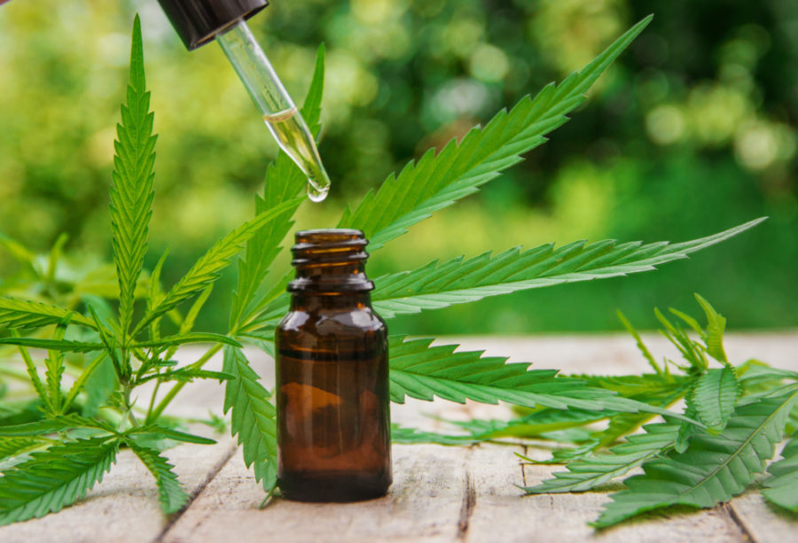 Researchers investigate benefits of CBD oil for equine anxiety