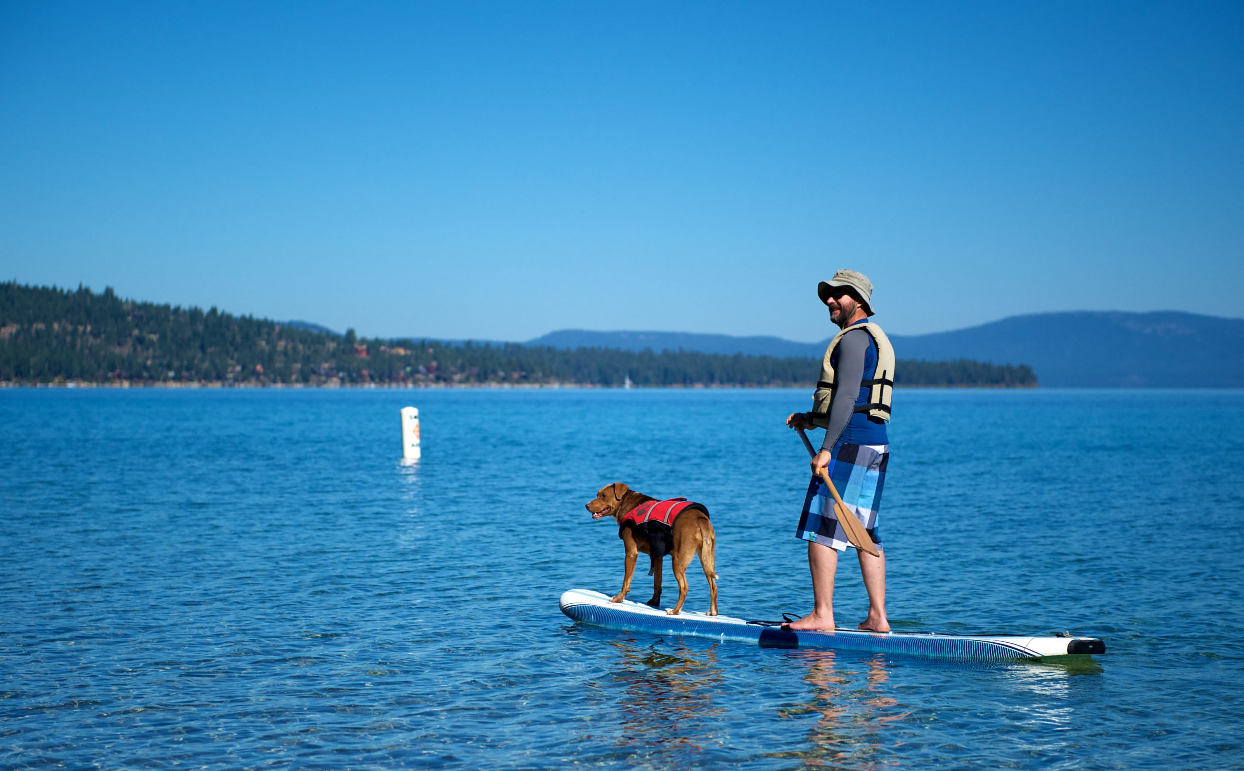 SUP boarding with dogs