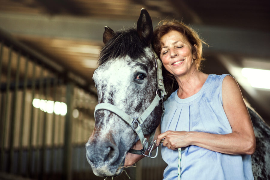 An acupressure session for senior horses