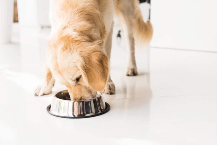  What to know before starting your dog or cat on a supplement