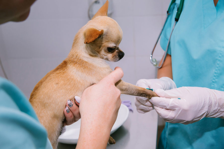 Testing for kidney disease in your dog or cat