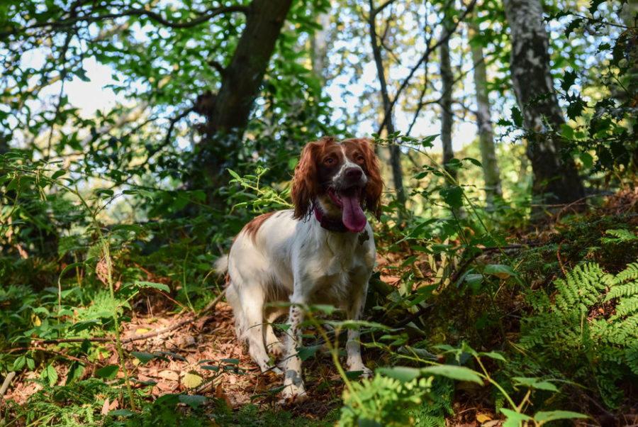 Scent dogs trained to hunt truffles