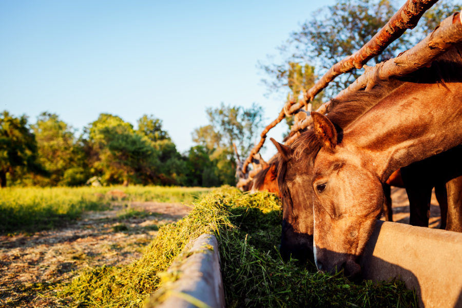 Feeding senior horses