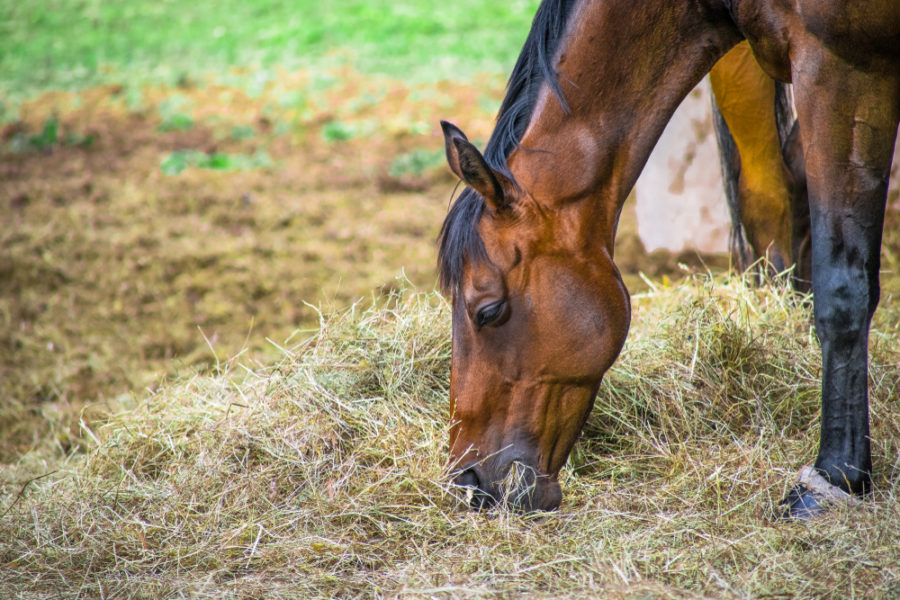 Achieving nutritional balance in your horse