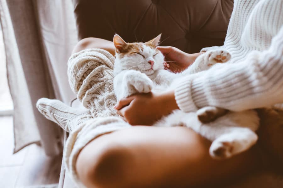 10 cute but weird things cats do when they love you