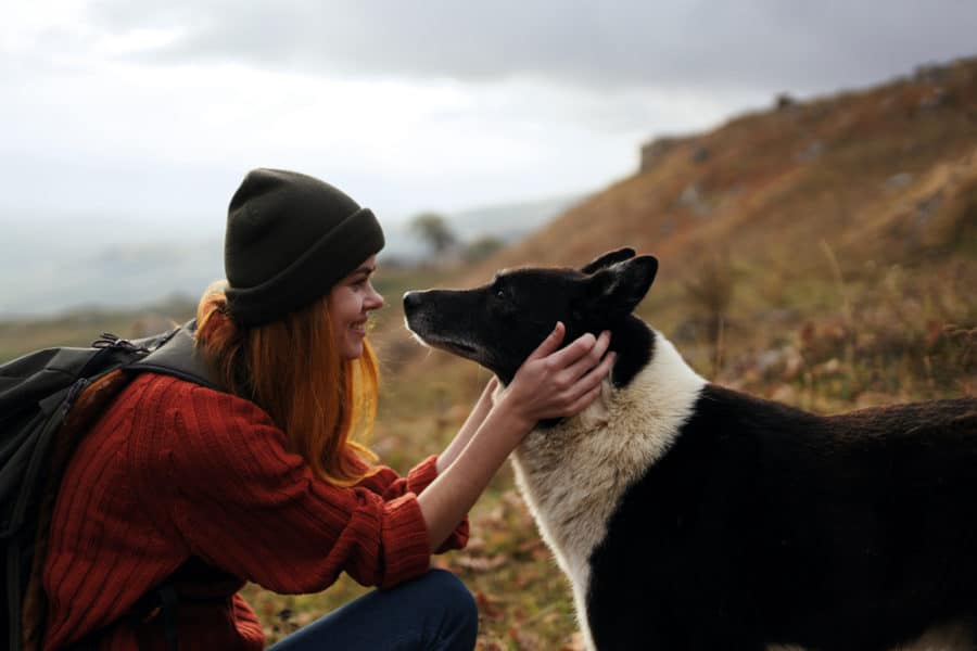 Dog brain scans & human/canine communication