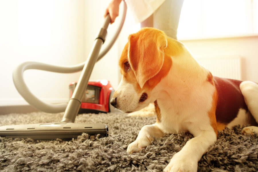 6 hidden household toxins – protecting your pet