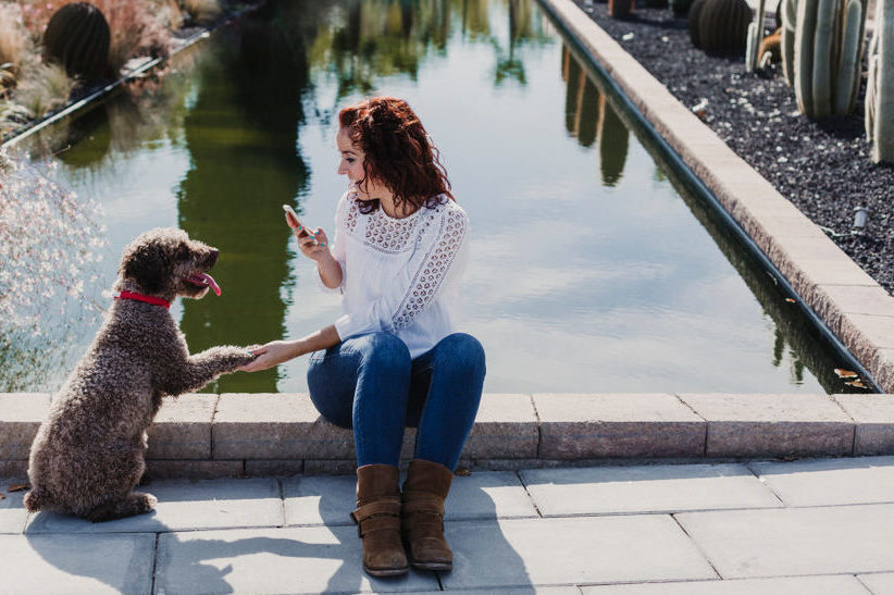 How to start and maintain an Instagram account for your pet