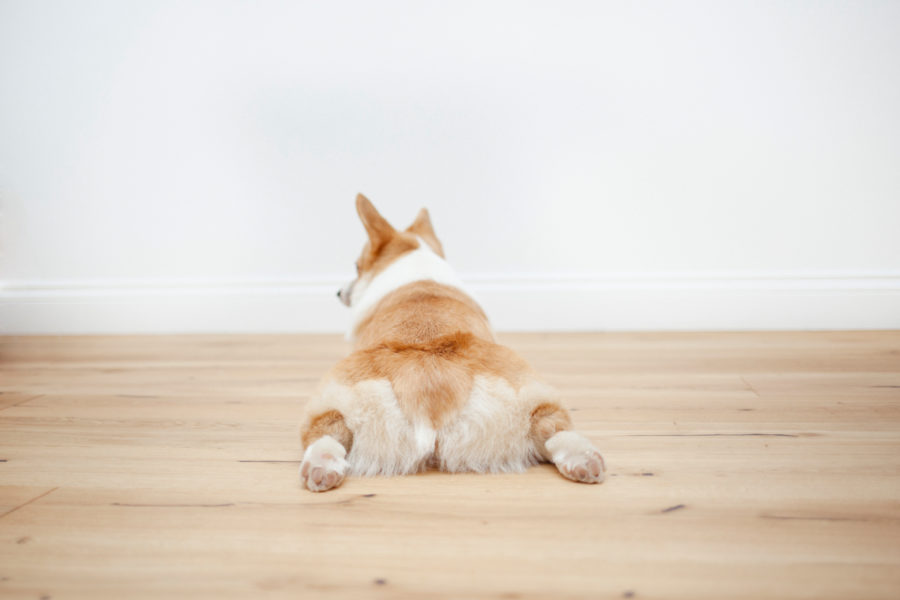 Canine hip dysplasia — 5 common misconceptions