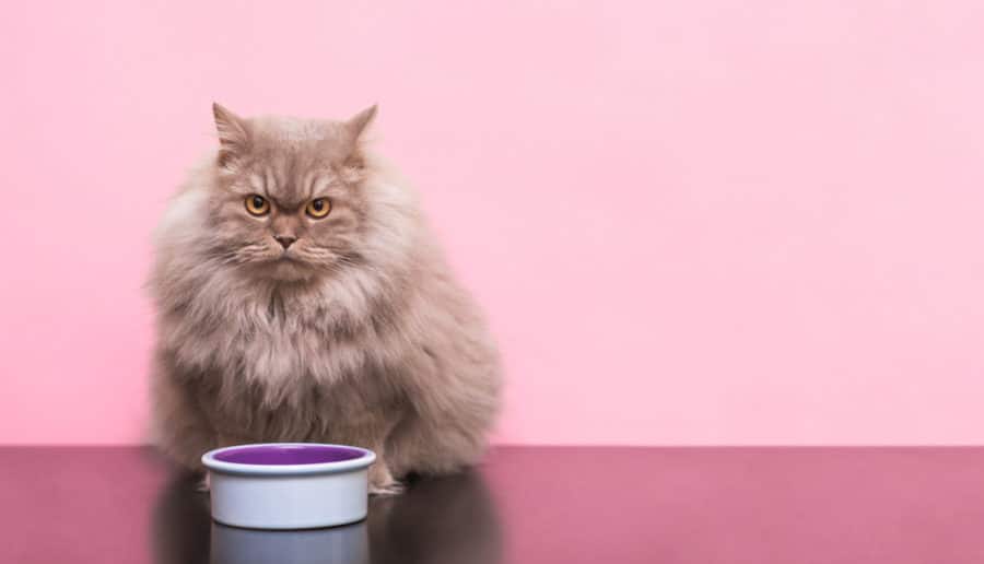 Your cat’s microbiome